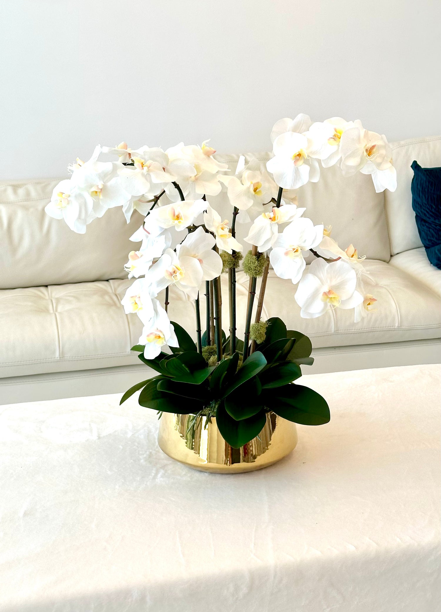 Orchids