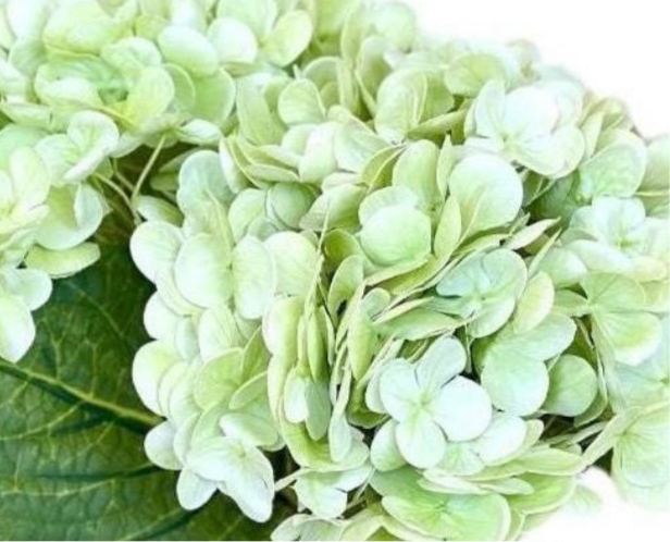 Large Real Touch White Hydrangea Floral Decor