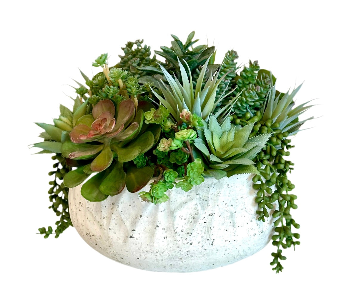 Succulents