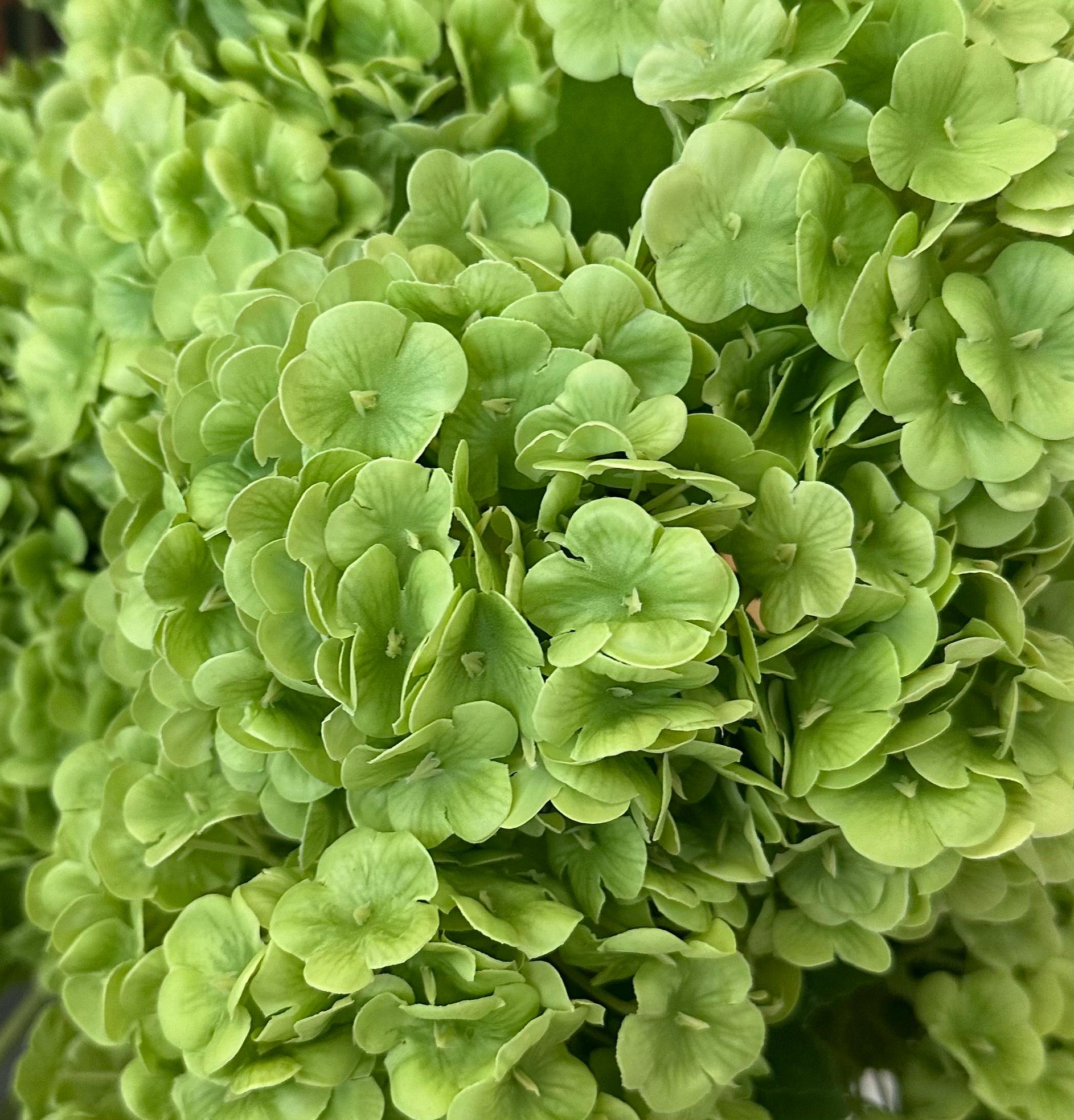 Real Touch Hydrangea & Rose Gift Box Floral Arrangement in Glass Vase and Faux Water