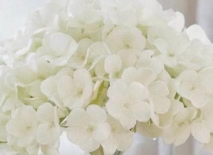 Real Touch Hydrangea & Rose Gift Box Floral Arrangement in Glass Vase and Faux Water