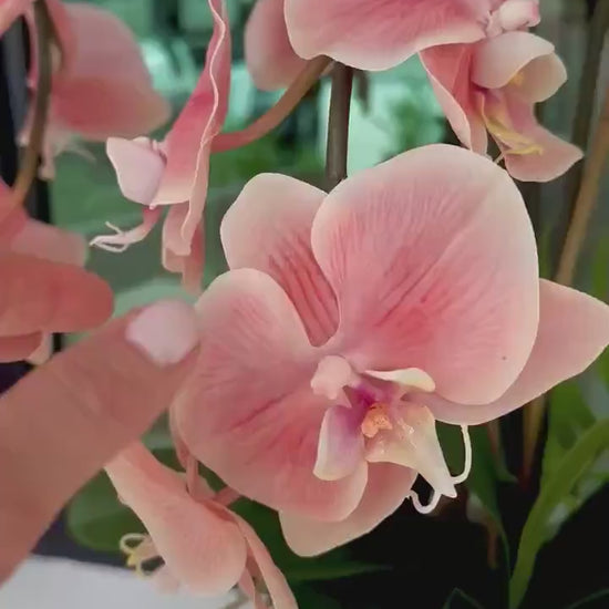 Large Coral Pink Real Touch Orchid Arrangement with Fern | Luxury Faux Orchid in Cream Ceramic Vase | Elegant Floral Centerpiece | Home Deco